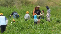 11037